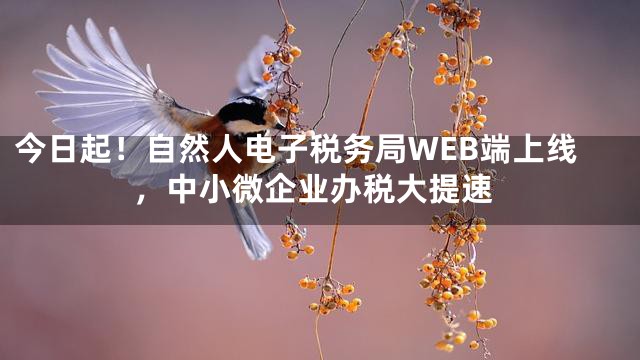 今日起！自然人电子税务局WEB端上线，中小微企业办税大提速