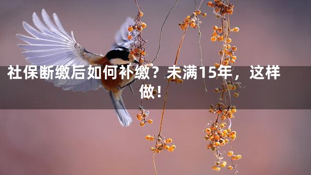 社保断缴后如何补缴？未满15年，这样做！