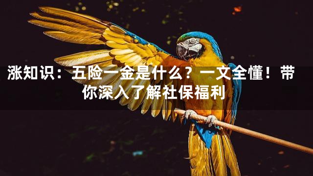 涨知识：五险一金是什么？一文全懂！带你深入了解社保福利