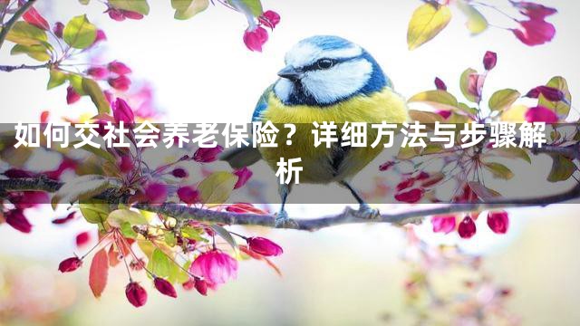 如何交社会养老保险？详细方法与步骤解析