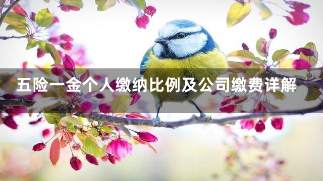 五险一金个人缴纳比例及公司缴费详解