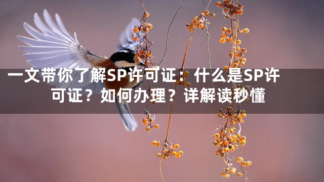 一文带你了解SP许可证：什么是SP许可证？如何办理？详解读秒懂