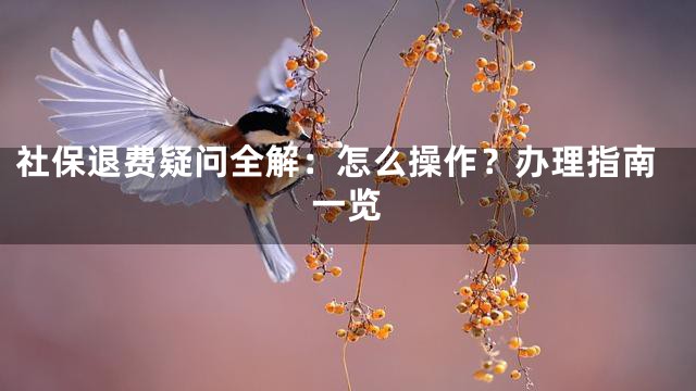 社保退费疑问全解：怎么操作？办理指南一览