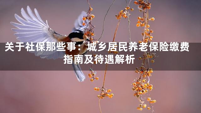 关于社保那些事：城乡居民养老保险缴费指南及待遇解析