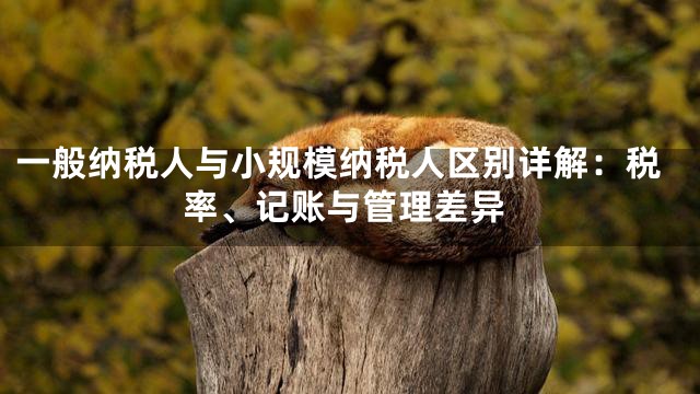 一般纳税人与小规模纳税人区别详解：税率、记账与管理差异