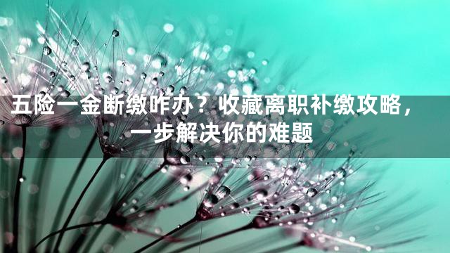 五险一金断缴咋办？收藏离职补缴攻略，一步解决你的难题