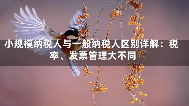 小规模纳税人与一般纳税人区别详解：税率、发票管理大不同
